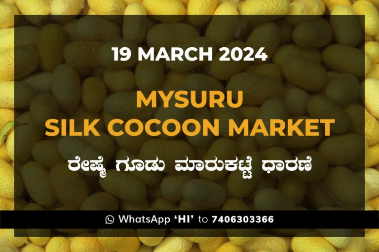 Mysuru Mysore Silk Cocoon Market Price Rate ಮೈಸೂರು ರೇಷ್ಮೆ ಗೂಡು ಮಾರುಕಟ್ಟೆ ಧಾರಣೆ