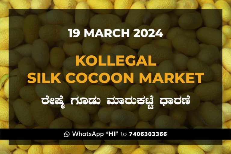 Kollegal Silk Cocoon Market Price Rate ಕೊಳ್ಳೇಗಾಲ ರೇಷ್ಮೆ ಗೂಡು ಮಾರುಕಟ್ಟೆ ಧಾರಣೆ