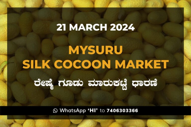 Mysuru Mysore Silk Cocoon Market Price Rate ಮೈಸೂರು ರೇಷ್ಮೆ ಗೂಡು ಮಾರುಕಟ್ಟೆ ಧಾರಣೆ