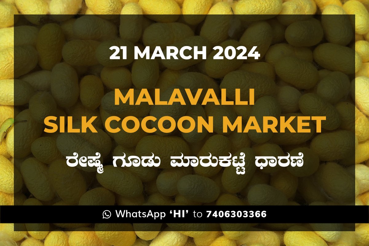 Malavalli Silk Cocoon Market Price Rate ಮಳವಳ್ಳಿ ರೇಷ್ಮೆ ಗೂಡು ಮಾರುಕಟ್ಟೆ ಧಾರಣೆ