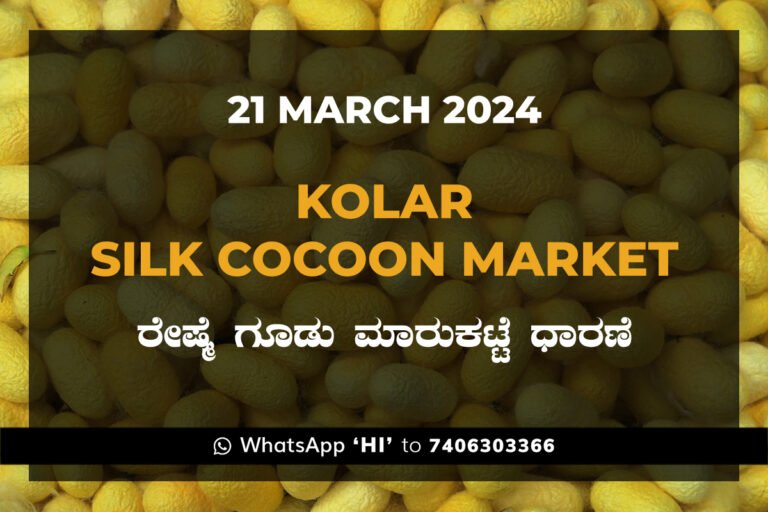 Kolar Silk Cocoon Market Price Rate ಕೋಲಾರ ರೇಷ್ಮೆ ಗೂಡು ಮಾರುಕಟ್ಟೆ ಧಾರಣೆ