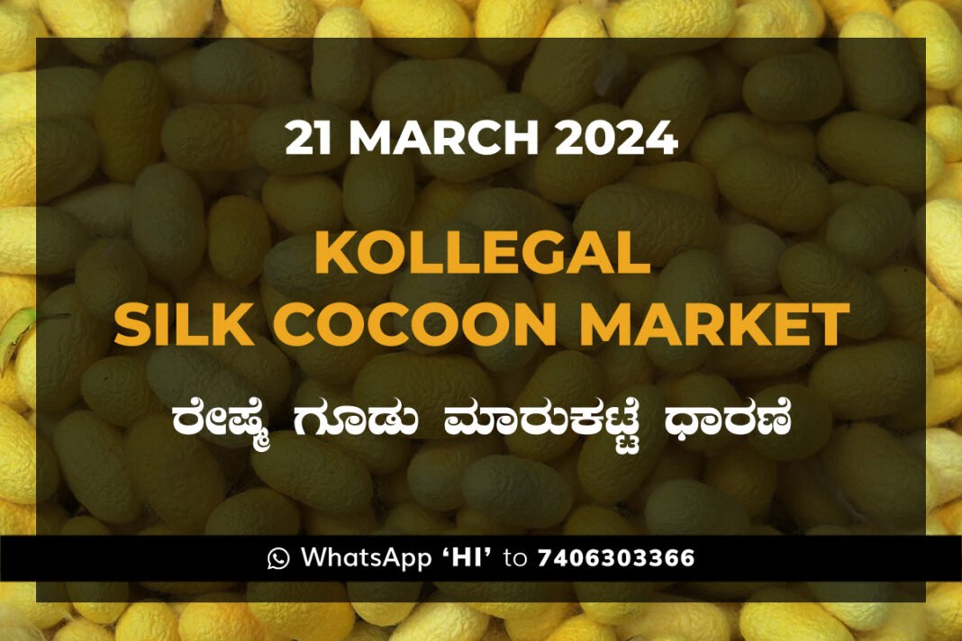 Kollegal Silk Cocoon Market Price Rate ಕೊಳ್ಳೇಗಾಲ ರೇಷ್ಮೆ ಗೂಡು ಮಾರುಕಟ್ಟೆ ಧಾರಣೆ