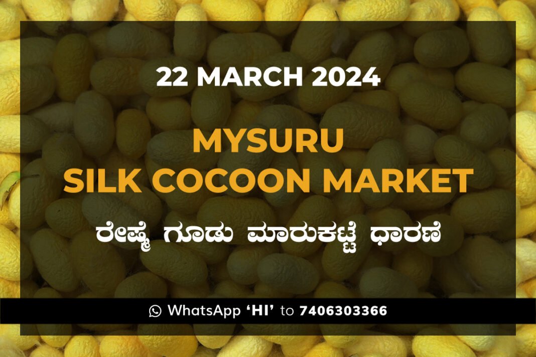 Mysuru Mysore Silk Cocoon Market Price Rate ಮೈಸೂರು ರೇಷ್ಮೆ ಗೂಡು ಮಾರುಕಟ್ಟೆ ಧಾರಣೆ