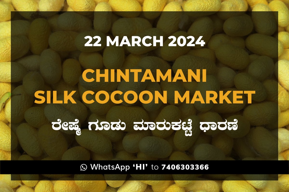 Chintamani Silk Cocoon Market ಚಿಂತಾಮಣಿ ರೇಷ್ಮೆ ಗೂಡು ಮಾರುಕಟ್ಟೆ ಧಾರಣೆ