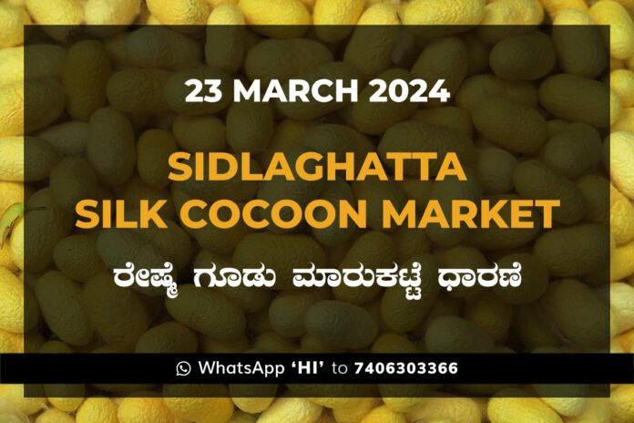 23Mar24KA02i Sidlaghatta Silk Cocoon Market Price Rate ಶಿಡ್ಲಘಟ್ಟ ರೇಷ್ಮೆ ಗೂಡು ಮಾರುಕಟ್ಟೆ ಧಾರಣೆ