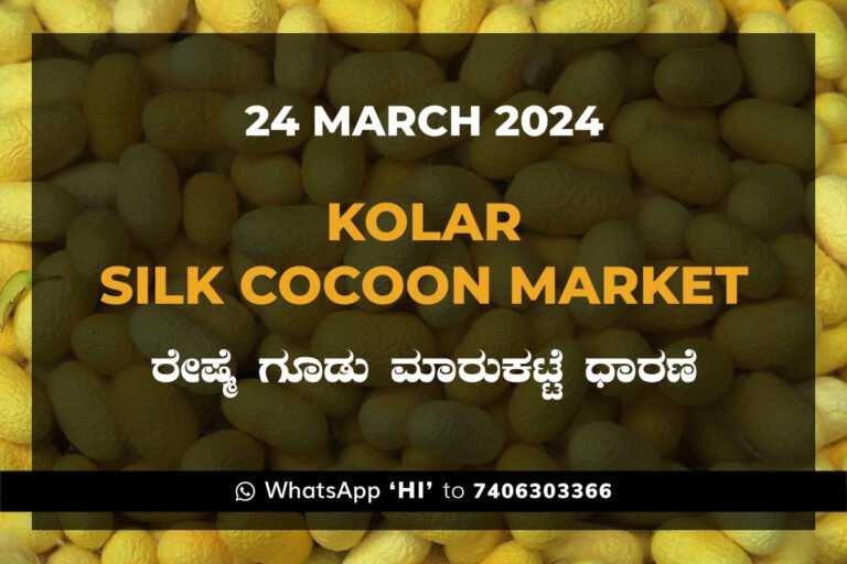 Kolar Silk Cocoon Market Price Rate ಕೋಲಾರ ರೇಷ್ಮೆ ಗೂಡು ಮಾರುಕಟ್ಟೆ ಧಾರಣೆ