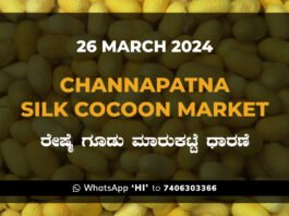Channapatna Silk Cocoon Market Price Rate ಚನ್ನಪಟ್ಟಣ ರೇಷ್ಮೆ ಗೂಡು ಮಾರುಕಟ್ಟೆ ಧಾರಣೆ
