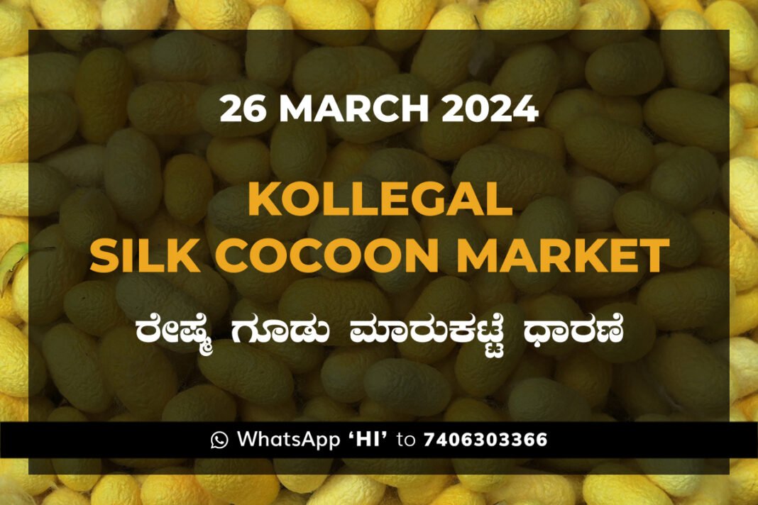 Kollegal Silk Cocoon Market Price Rate ಕೊಳ್ಳೇಗಾಲ ರೇಷ್ಮೆ ಗೂಡು ಮಾರುಕಟ್ಟೆ ಧಾರಣೆ