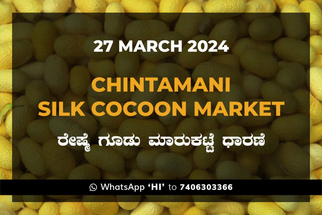 Chintamani Silk Cocoon Market ಚಿಂತಾಮಣಿ ರೇಷ್ಮೆ ಗೂಡು ಮಾರುಕಟ್ಟೆ ಧಾರಣೆ