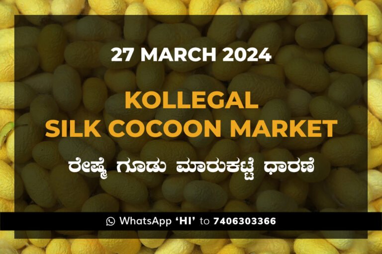 Kollegal Silk Cocoon Market Price Rate ಕೊಳ್ಳೇಗಾಲ ರೇಷ್ಮೆ ಗೂಡು ಮಾರುಕಟ್ಟೆ ಧಾರಣೆ