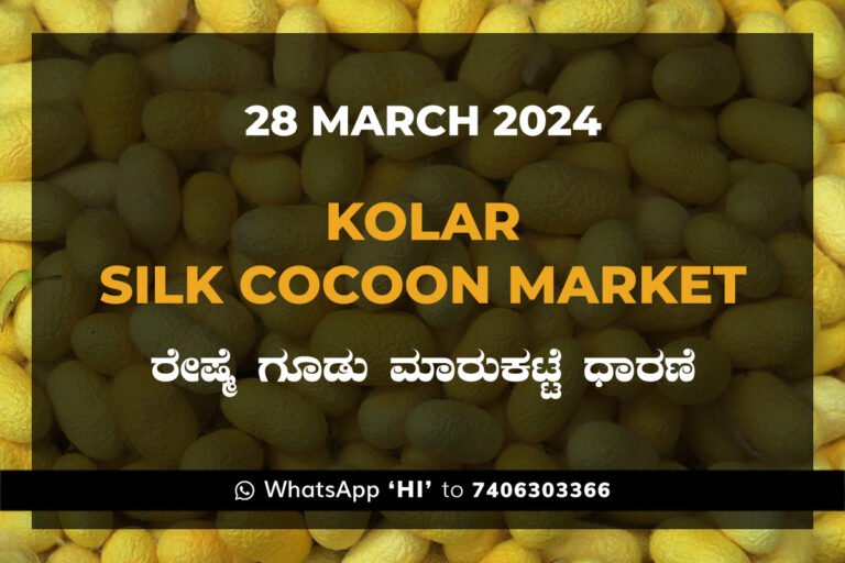 Kolar Silk Cocoon Market Price Rate ಕೋಲಾರ ರೇಷ್ಮೆ ಗೂಡು ಮಾರುಕಟ್ಟೆ ಧಾರಣೆ