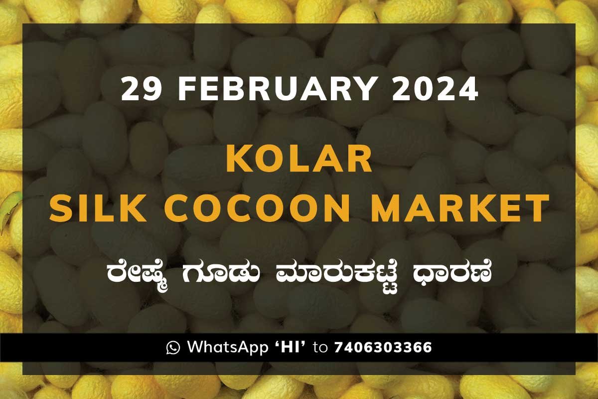 29Feb24Ka2g Kolar Silk Cocoon Market Price Rate ಕೋಲಾರ ರೇಷ್ಮೆ ಗೂಡು ಮಾರುಕಟ್ಟೆ ಧಾರಣೆ
