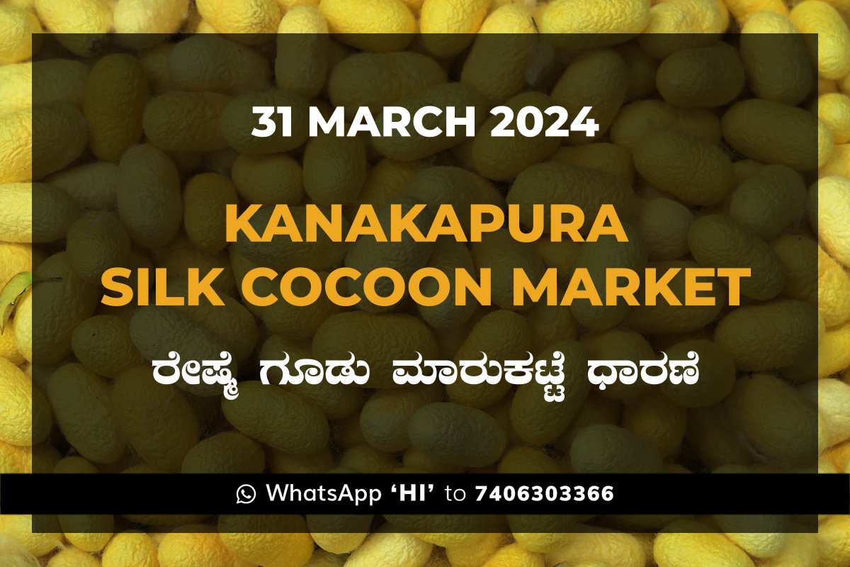 31Mar24KA02g Kanakapura Silk Cocoon Market ಕನಕಪುರ ರೇಷ್ಮೆ ಗೂಡು ಮಾರುಕಟ್ಟೆ ಧಾರಣೆ