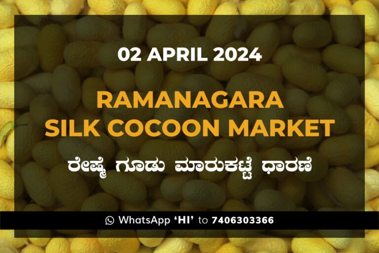 Ramanagara Silk Cocoon Market ರಾಮನಗರ ರೇಷ್ಮೆ ಗೂಡು ಮಾರುಕಟ್ಟೆ ಧಾರಣೆ
