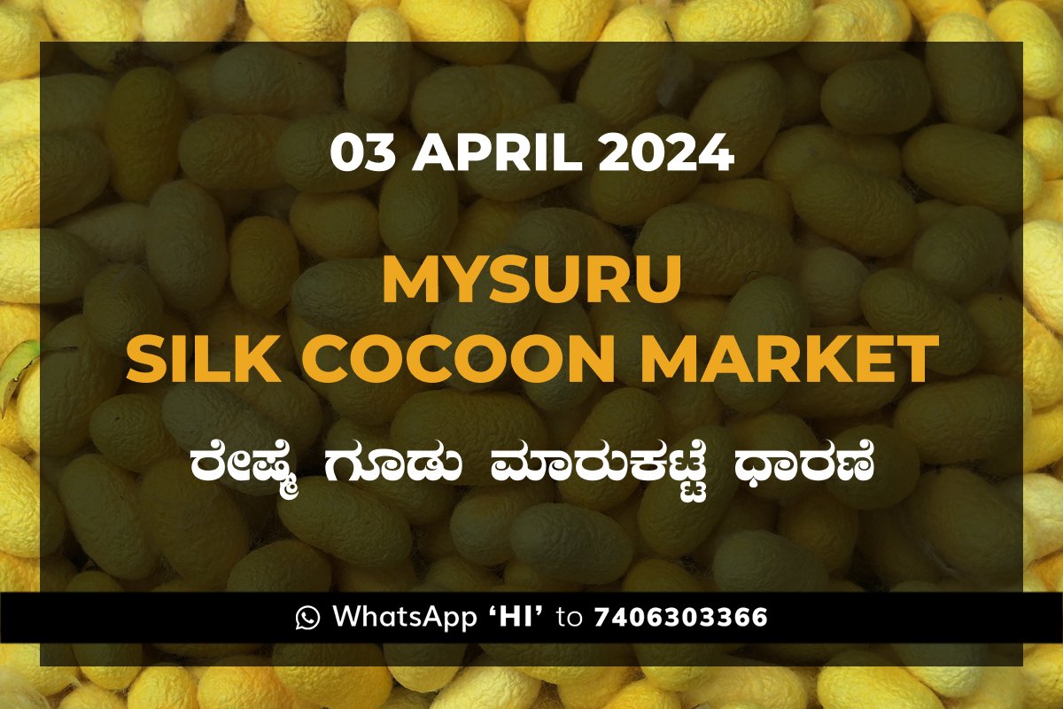 Mysuru Mysore Silk Cocoon Market Price Rate ಮೈಸೂರು ರೇಷ್ಮೆ ಗೂಡು ಮಾರುಕಟ್ಟೆ ಧಾರಣೆ