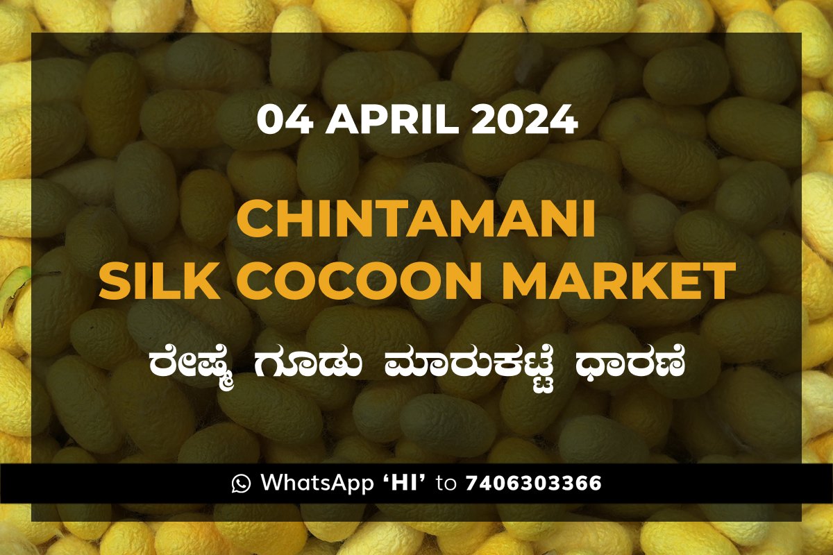 Chintamani Silk Cocoon Market ಚಿಂತಾಮಣಿ ರೇಷ್ಮೆ ಗೂಡು ಮಾರುಕಟ್ಟೆ ಧಾರಣೆ