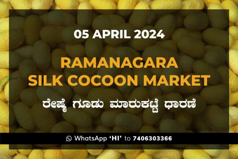Ramanagara Silk Cocoon Market ರಾಮನಗರ ರೇಷ್ಮೆ ಗೂಡು ಮಾರುಕಟ್ಟೆ ಧಾರಣೆ