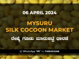Mysuru Mysore Silk Cocoon Market Price Rate ಮೈಸೂರು ರೇಷ್ಮೆ ಗೂಡು ಮಾರುಕಟ್ಟೆ ಧಾರಣೆ