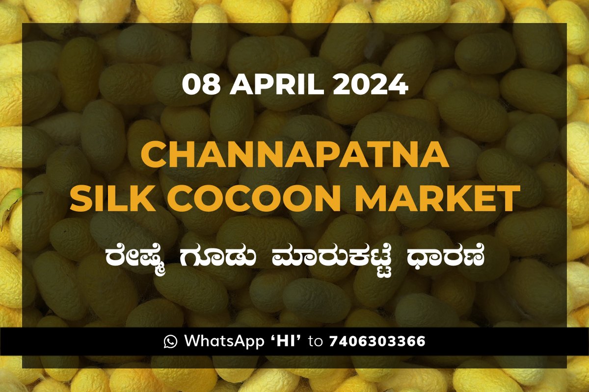 08APR24KA02a Channapatna Silk Cocoon Market Price Rate ಚನ್ನಪಟ್ಟಣ ರೇಷ್ಮೆ ಗೂಡು ಮಾರುಕಟ್ಟೆ ಧಾರಣೆ
