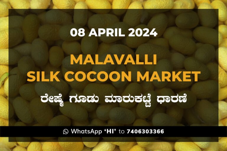 Malavalli Silk Cocoon Market Price Rate ಮಳವಳ್ಳಿ ರೇಷ್ಮೆ ಗೂಡು ಮಾರುಕಟ್ಟೆ ಧಾರಣೆ