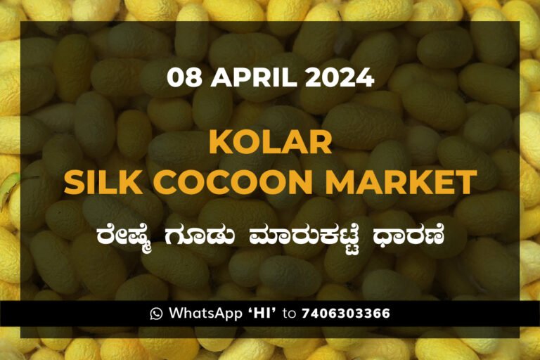 Kolar Silk Cocoon Market Price Rate ಕೋಲಾರ ರೇಷ್ಮೆ ಗೂಡು ಮಾರುಕಟ್ಟೆ ಧಾರಣೆ