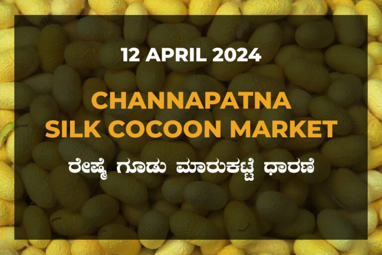 Channapatna Silk Cocoon Market Price Rate ಚನ್ನಪಟ್ಟಣ ರೇಷ್ಮೆ ಗೂಡು ಮಾರುಕಟ್ಟೆ ಧಾರಣೆ