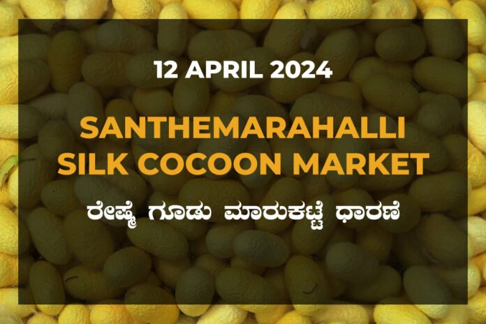 Silk Santhemarahalli Santemarahalli Government Cocoon Market ಸಂತೇಮರಹಳ್ಳಿ ರೇಷ್ಮೆ ಗೂಡು ಮಾರುಕಟ್ಟೆ ಧಾರಣೆ