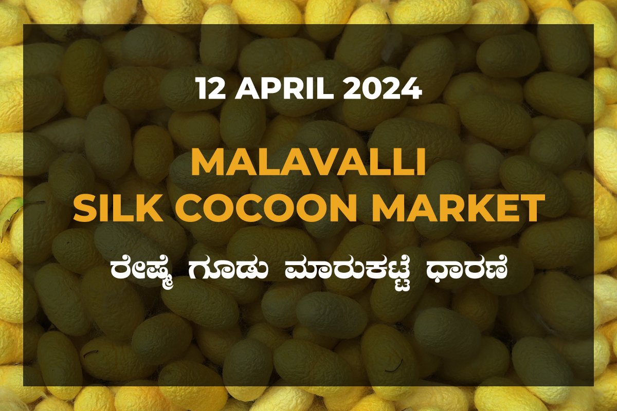 Malavalli Silk Cocoon Market Price Rate ಮಳವಳ್ಳಿ ರೇಷ್ಮೆ ಗೂಡು ಮಾರುಕಟ್ಟೆ ಧಾರಣೆ