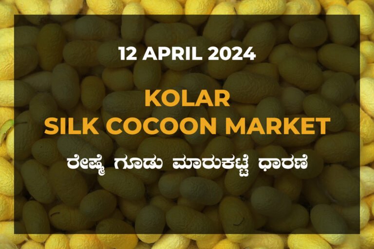 Kolar Silk Cocoon Market Price Rate ಕೋಲಾರ ರೇಷ್ಮೆ ಗೂಡು ಮಾರುಕಟ್ಟೆ ಧಾರಣೆ