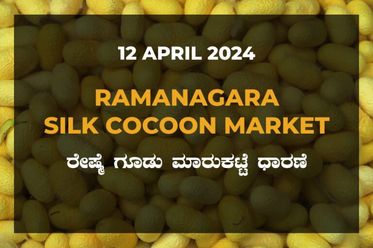 Ramanagara Silk Cocoon Market ರಾಮನಗರ ರೇಷ್ಮೆ ಗೂಡು ಮಾರುಕಟ್ಟೆ ಧಾರಣೆ