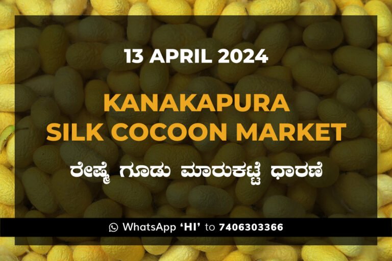 Kanakapura Silk Cocoon Market ಕನಕಪುರ ರೇಷ್ಮೆ ಗೂಡು ಮಾರುಕಟ್ಟೆ ಧಾರಣೆ