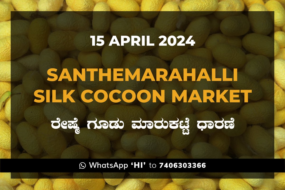 15APR24KA02b Silk Santhemarahalli Santemarahalli Government Cocoon Market ಸಂತೇಮರಹಳ್ಳಿ ರೇಷ್ಮೆ ಗೂಡು ಮಾರುಕಟ್ಟೆ ಧಾರಣೆ