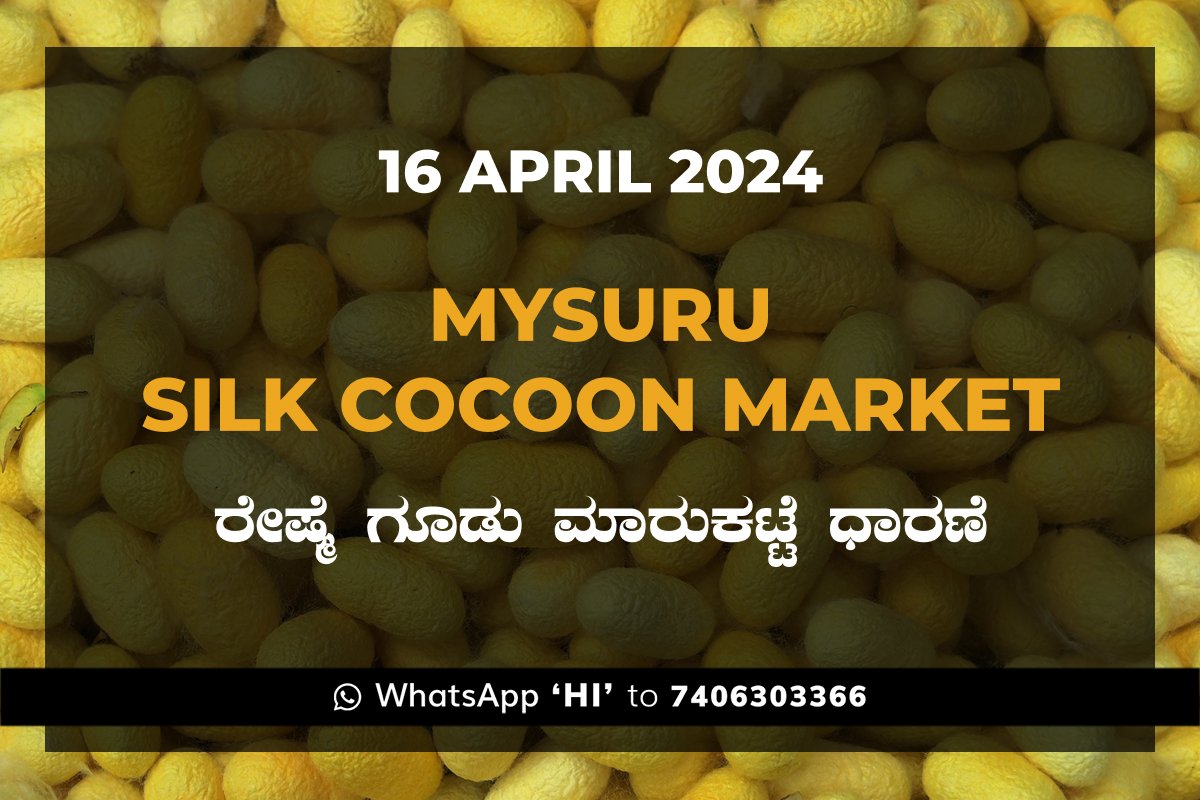 16APR24KA02c Mysuru Mysore Silk Cocoon Market Price Rate ಮೈಸೂರು ರೇಷ್ಮೆ ಗೂಡು ಮಾರುಕಟ್ಟೆ ಧಾರಣೆ