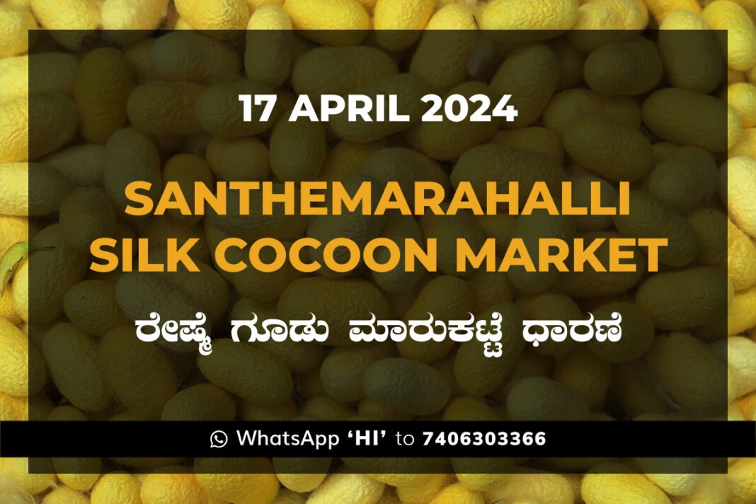 Silk Santhemarahalli Santemarahalli Government Cocoon Market ಸಂತೇಮರಹಳ್ಳಿ ರೇಷ್ಮೆ ಗೂಡು ಮಾರುಕಟ್ಟೆ ಧಾರಣೆ