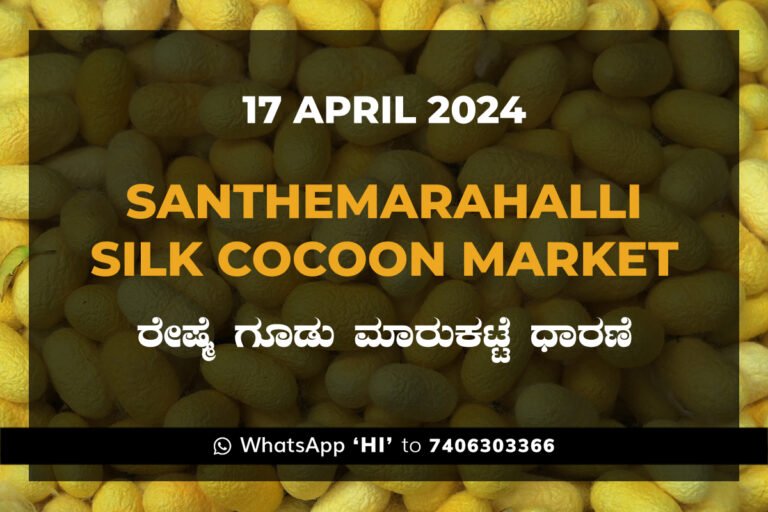 Silk Santhemarahalli Santemarahalli Government Cocoon Market ಸಂತೇಮರಹಳ್ಳಿ ರೇಷ್ಮೆ ಗೂಡು ಮಾರುಕಟ್ಟೆ ಧಾರಣೆ