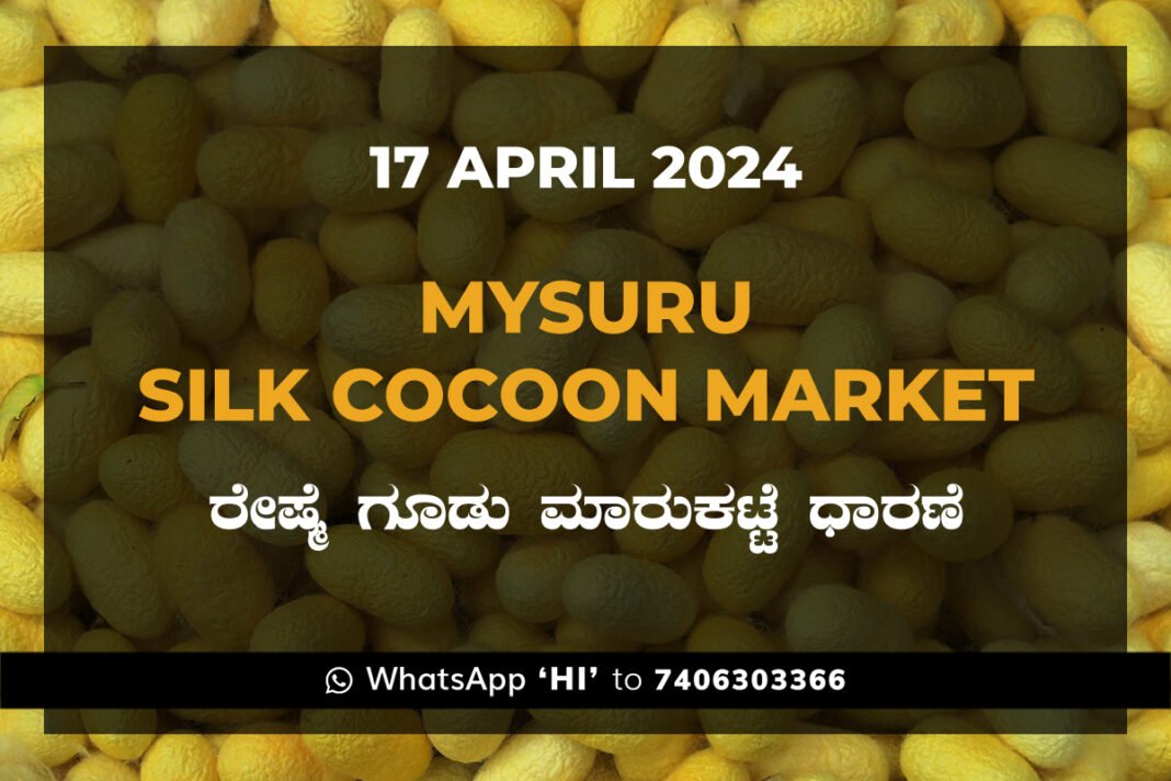 Mysuru Mysore Silk Cocoon Market Price Rate ಮೈಸೂರು ರೇಷ್ಮೆ ಗೂಡು ಮಾರುಕಟ್ಟೆ ಧಾರಣೆ