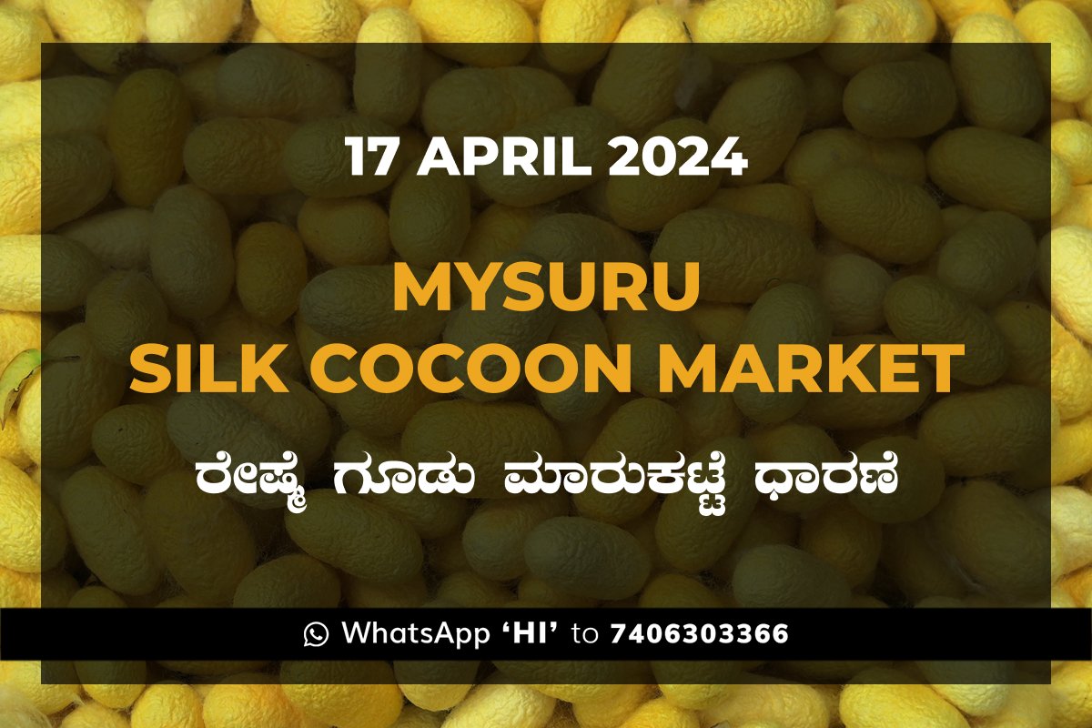 17APR24KA02c Mysuru Mysore Silk Cocoon Market Price Rate ಮೈಸೂರು ರೇಷ್ಮೆ ಗೂಡು ಮಾರುಕಟ್ಟೆ ಧಾರಣೆ