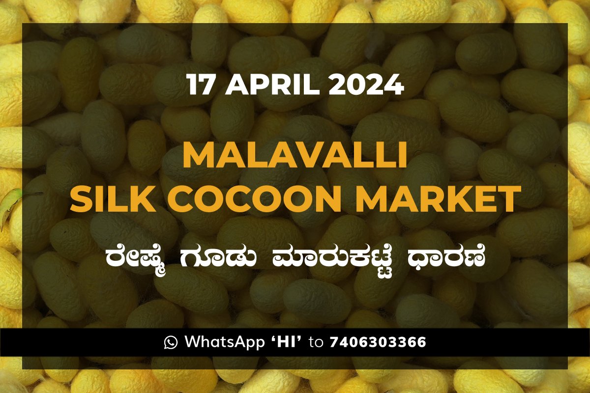 17APR24KA02d Malavalli Silk Cocoon Market Price Rate ಮಳವಳ್ಳಿ ರೇಷ್ಮೆ ಗೂಡು ಮಾರುಕಟ್ಟೆ ಧಾರಣೆ