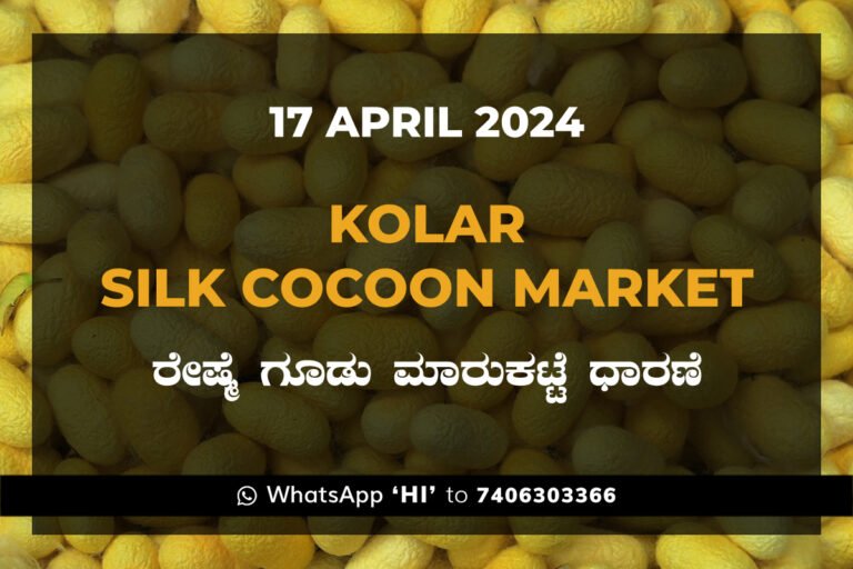 Kolar Silk Cocoon Market Price Rate ಕೋಲಾರ ರೇಷ್ಮೆ ಗೂಡು ಮಾರುಕಟ್ಟೆ ಧಾರಣೆ