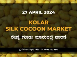 Kolar Silk Cocoon Market Price Rate ಕೋಲಾರ ರೇಷ್ಮೆ ಗೂಡು ಮಾರುಕಟ್ಟೆ ಧಾರಣೆ