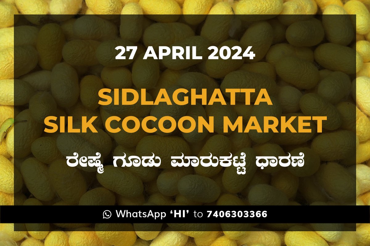 27APR24KA02i Sidlaghatta Silk Cocoon Market Price Rate ಶಿಡ್ಲಘಟ್ಟ ರೇಷ್ಮೆ ಗೂಡು ಮಾರುಕಟ್ಟೆ ಧಾರಣೆ