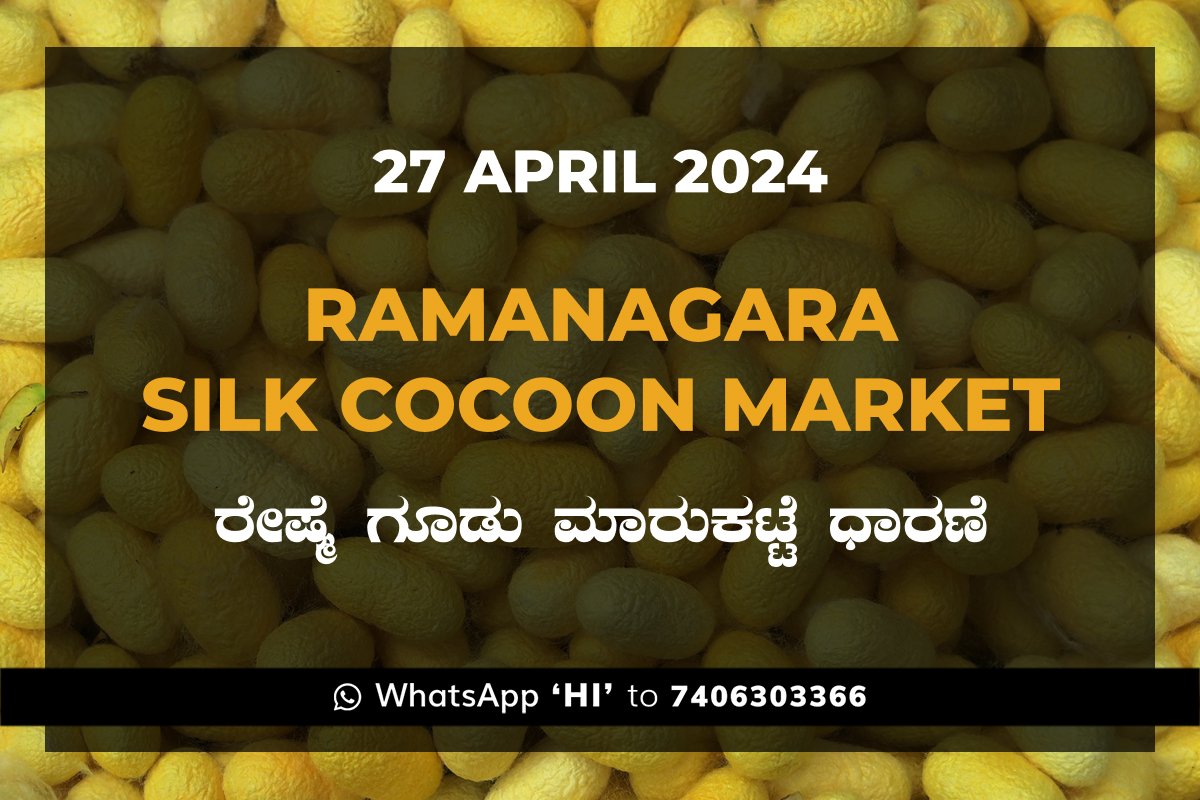 27APR24KA02j Ramanagara Silk Cocoon Market ರಾಮನಗರ ರೇಷ್ಮೆ ಗೂಡು ಮಾರುಕಟ್ಟೆ ಧಾರಣೆ