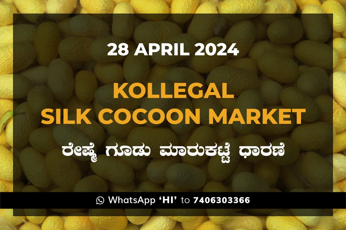 Kollegal Silk Cocoon Market Price Rate ಕೊಳ್ಳೇಗಾಲ ರೇಷ್ಮೆ ಗೂಡು ಮಾರುಕಟ್ಟೆ ಧಾರಣೆ