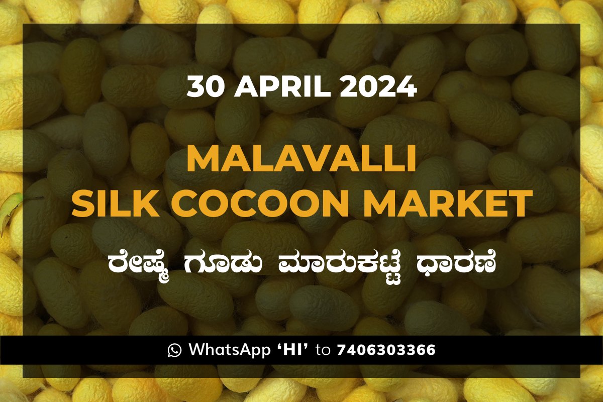 30APR24KA02d Malavalli Silk Cocoon Market Price Rate ಮಳವಳ್ಳಿ ರೇಷ್ಮೆ ಗೂಡು ಮಾರುಕಟ್ಟೆ ಧಾರಣೆ