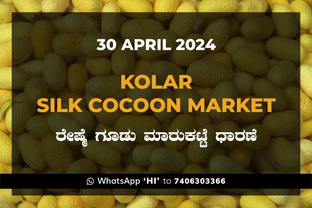 30APR24KA02f Kolar Silk Cocoon Market Price Rate ಕೋಲಾರ ರೇಷ್ಮೆ ಗೂಡು ಮಾರುಕಟ್ಟೆ ಧಾರಣೆ
