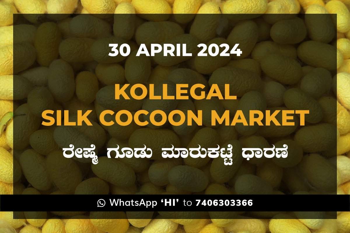 30APR24KA02h Kollegal Silk Cocoon Market Price Rate ಕೊಳ್ಳೇಗಾಲ ರೇಷ್ಮೆ ಗೂಡು ಮಾರುಕಟ್ಟೆ ಧಾರಣೆ