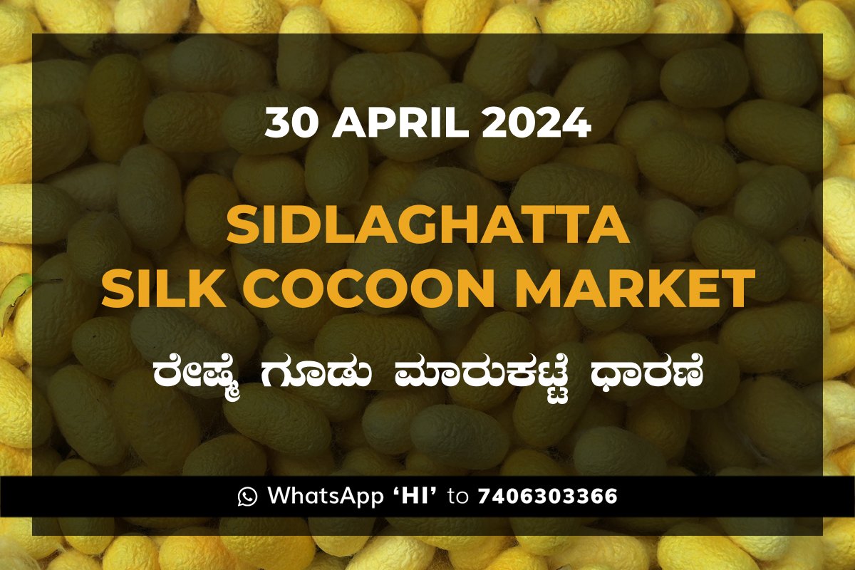 30APR24KA02i Sidlaghatta Silk Cocoon Market Price Rate ಶಿಡ್ಲಘಟ್ಟ ರೇಷ್ಮೆ ಗೂಡು ಮಾರುಕಟ್ಟೆ ಧಾರಣೆ