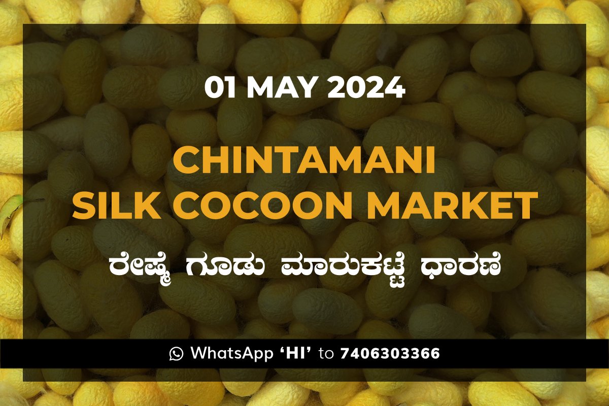 01MAY24KA02e Chintamani Silk Cocoon Market ಚಿಂತಾಮಣಿ ರೇಷ್ಮೆ ಗೂಡು ಮಾರುಕಟ್ಟೆ ಧಾರಣೆ