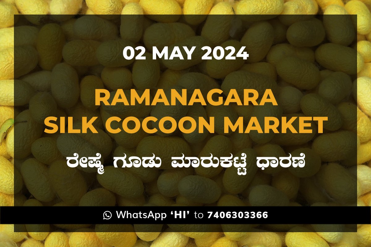 02MAY24KA02j Ramanagara Silk Cocoon Market ರಾಮನಗರ ರೇಷ್ಮೆ ಗೂಡು ಮಾರುಕಟ್ಟೆ ಧಾರಣೆ