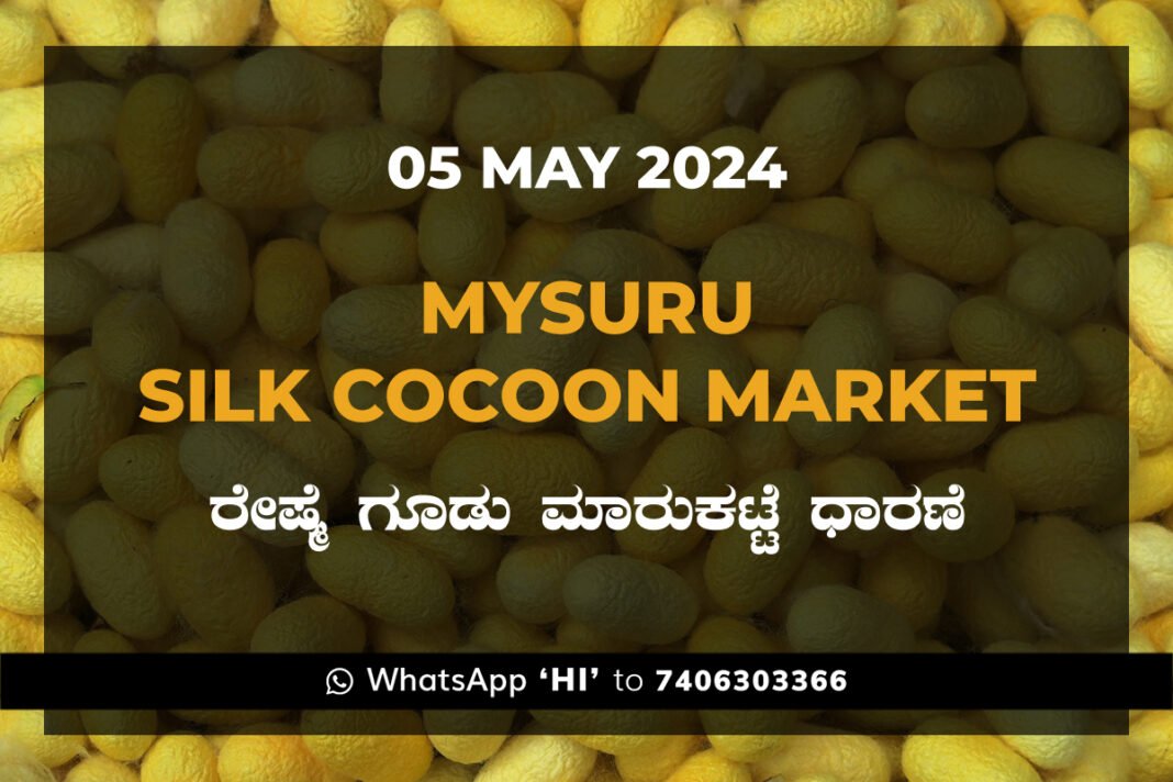 Mysuru Mysore Silk Cocoon Market Price Rate ಮೈಸೂರು ರೇಷ್ಮೆ ಗೂಡು ಮಾರುಕಟ್ಟೆ ಧಾರಣೆ